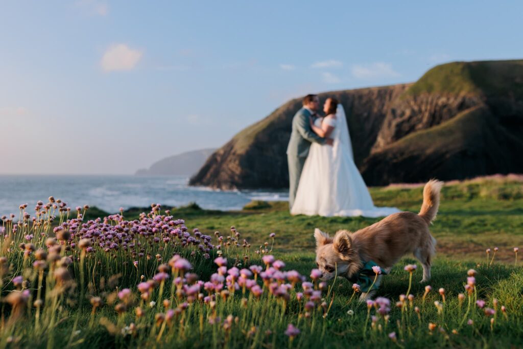 dog with wedding couple in the background, ceibwr cliff path, sea view background,